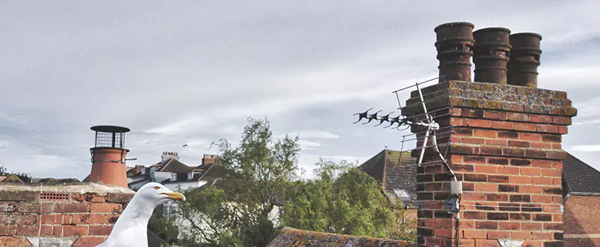 Chimney Cleaning And Restoration in Nipomo, California